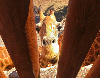 哺乳动物照片监狱长颈鹿在ZOO的栅栏后面入狱背景图片
