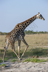 荒野活的生动物GiraffeGiraffacomerlopardalis在博茨瓦纳北部的萨武提地区非洲走过Giraffe是最高的图片