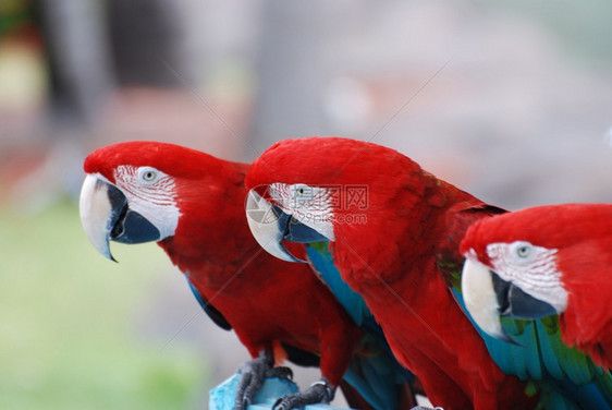 三个红毛鹦鹉坐在一棵树上新热带栖息安的列斯群岛图片