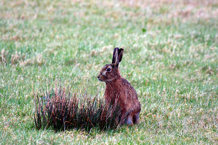 兔子在灌木丛野兔在灌木丛附近背景