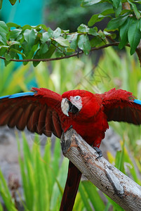 一只红毛鹦鹉鸟将翅膀伸出来猩红阿维斯澳门图片
