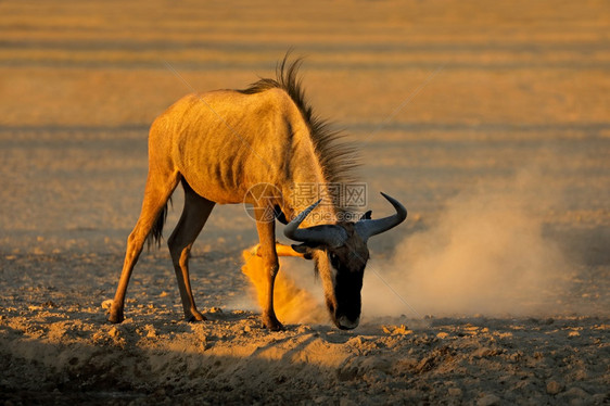 苹果浏览器南非卡拉哈里沙漠尘土中的蓝角马Connochaetestaurinus动物灰尘图片