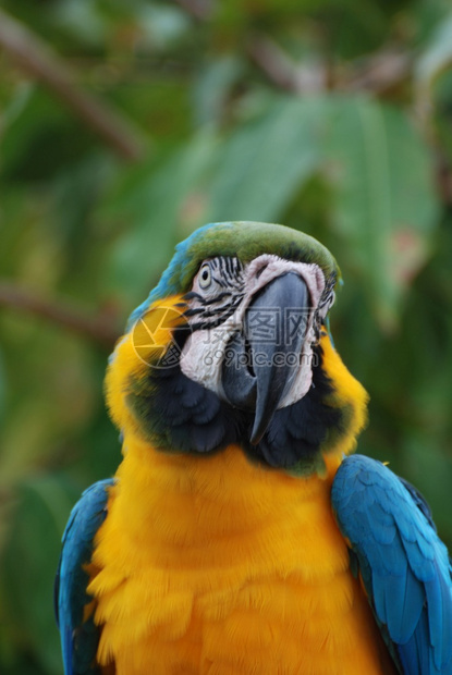 蓝黄金刚鹦鹉鸟的美丽脸庞澳门一种摄影图片