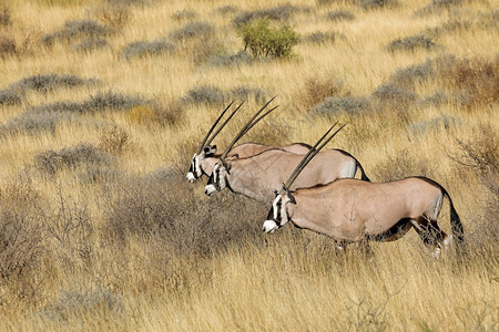喇叭未受破坏的GemsbokantellopesOryx瞪羚南非卡拉哈里沙漠自然栖息地非洲人图片