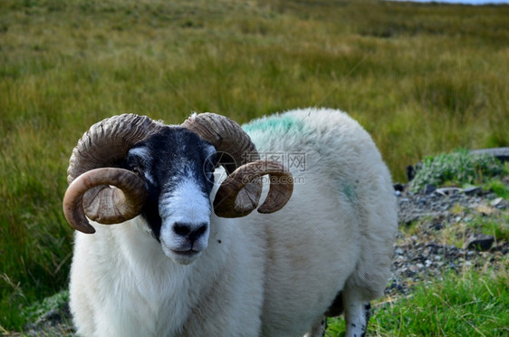 斯凯岛大角的羊群阿尔巴高地苏格兰人图片