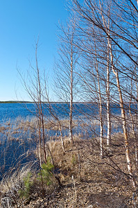 自然针叶林俄语罗斯在春季森林的风景湖边泉水淹没图片