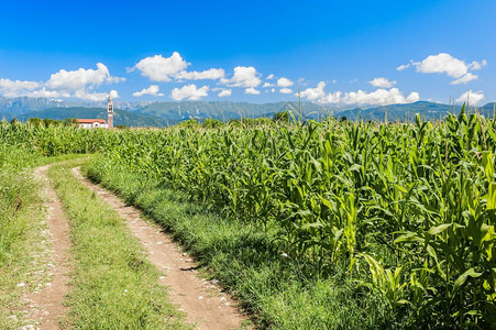 农业饲料玉米田乡村公路山地和有云的蓝天千云生物质图片