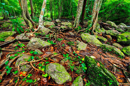 地衣风景优美克隆兰雨林图片