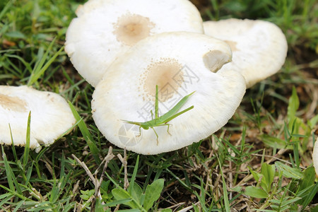 玉石自然白色的蘑菇上蚱蜢图片