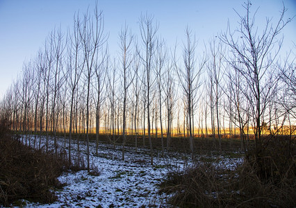 霜蓝色的寒冷一些带雪风景图象的裸树图片