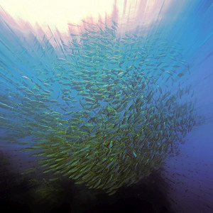 深的蓝色热带鱼类爆炸图片