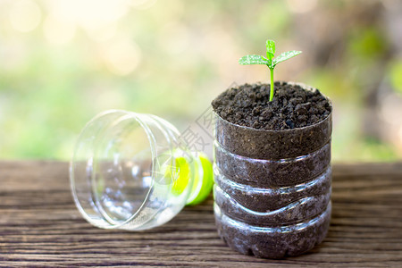 在木制地板上放置的塑料瓶中植树苗芽地面物图片