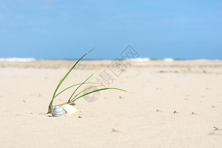 沙滩上的海草图片