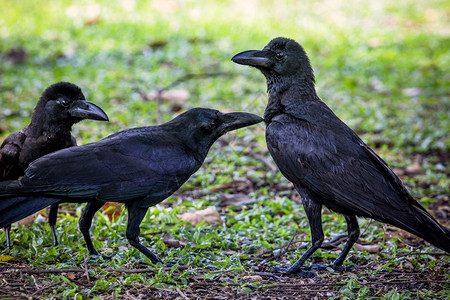 场地掠夺一群黑乌鸦鸟在绿草地上动物图片