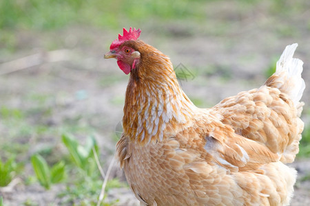 一只鸡的肖像公食物棕色的图片