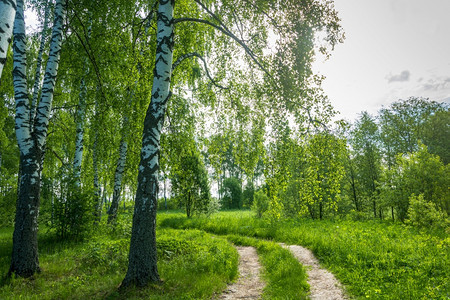 新鲜的景观在阳光夏日的桑尼山庄林区边缘的森道路季节图片