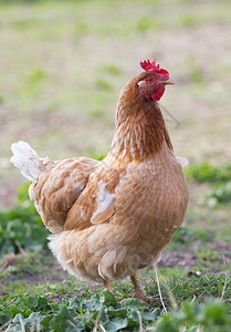 食物喙禽类一只鸡的肖像图片