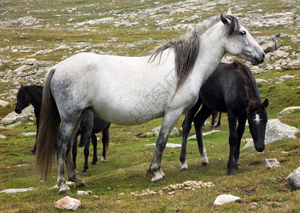 呜高的草食白马骑在高松山草地上图片