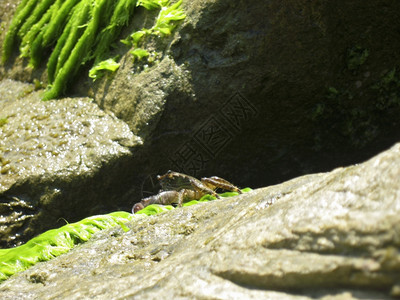 液体太阳光支撑岸边石头上的螃蟹图片