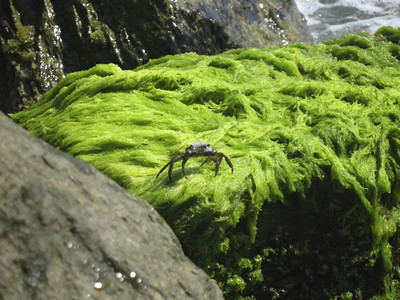 动物水色岸边石头上的螃蟹明亮图片