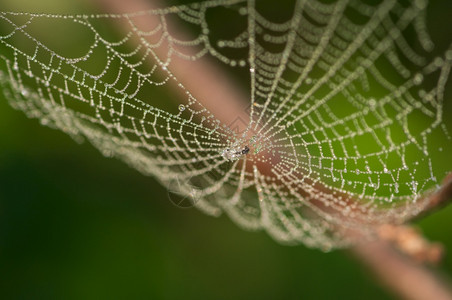 新鲜降低昆虫以清晨露水覆盖的蜘蛛网在模糊绿色背景下关闭图片