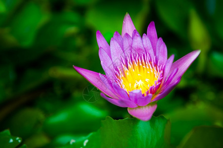 美丽黄色的在池塘中紧闭紫莲花植物图片