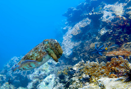 珊瑚礁上好奇的食墨鱼景观清除热带图片