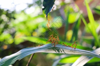红蚂蚁在团队合作力概念中建立家园动物泰国巢图片