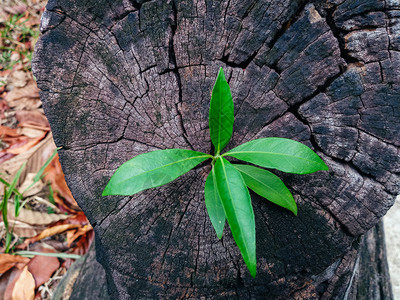 种植树木的果实桩绿色闪电图片