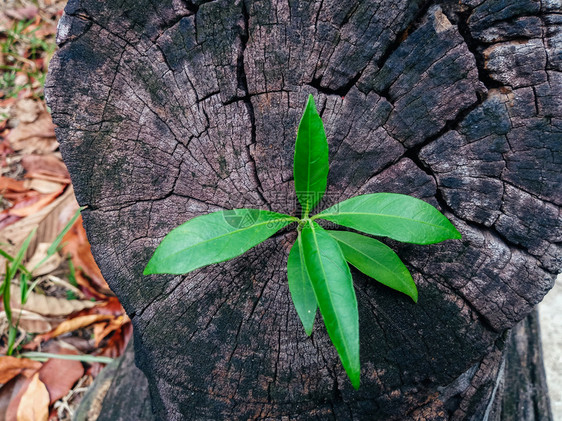 种植树木的果实桩绿色闪电图片