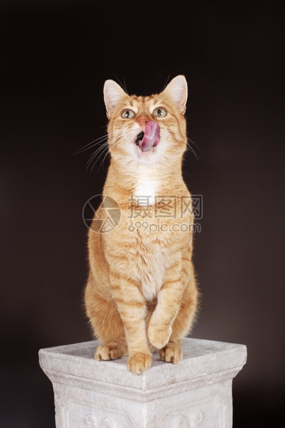 伸出舌头的橘色猫图片