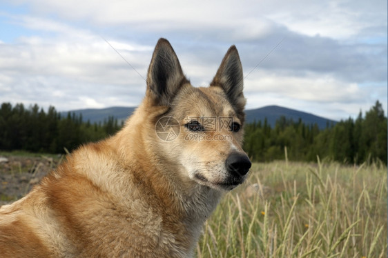 运动森林夏月背景的狗莱卡Laika夏天激动图片