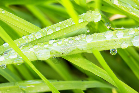 植物新鲜颜色草叶上方的水滴平图象图片