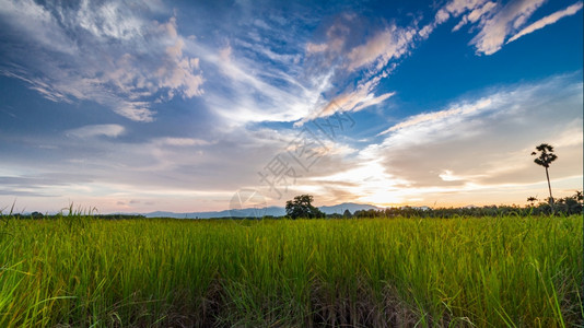 泰国有蓝天的稻田夏乡村绿色图片