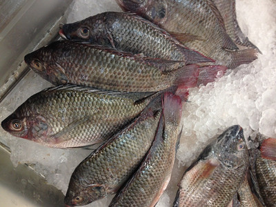工业的食物许多红鱼被冻卖图片