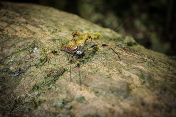 蜘蛛热带大和可怕的热带木头荒野生动物图片