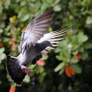灵感美丽飞翔的鸽子在自然灵图片
