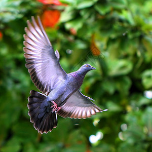 和平宠物传播飞翔的鸽子在自然图片