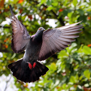 天空行动飞翔的鸽子在自然户外图片
