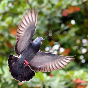 传播飞翔的鸽子在自然象征宠物图片