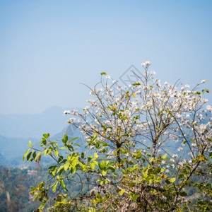 户外白色的绿山地上白花紧相近图片