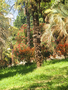 在夏季公园种植棕榈树热带物木走叶图片