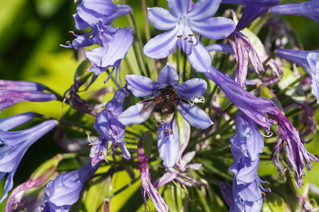外部夏季在花园中采集阿加潘图斯花朵的蜜蜂翅膀自然图片