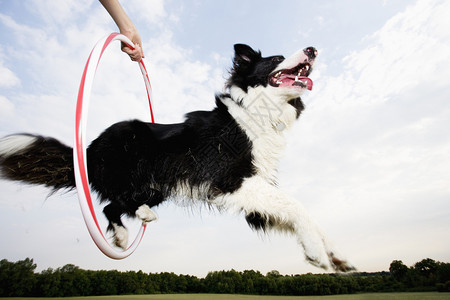 活力牧羊犬跳过圈的低角度行动户外图片