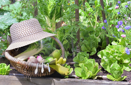 将帽子放在花朵蔬菜园的鲜篮子中新蔬菜绿色农业生长图片
