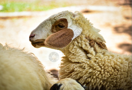 农场的羊群母牛团体图片