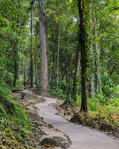 踪迹穿越泰国森林的徒步小路那空门户14图片