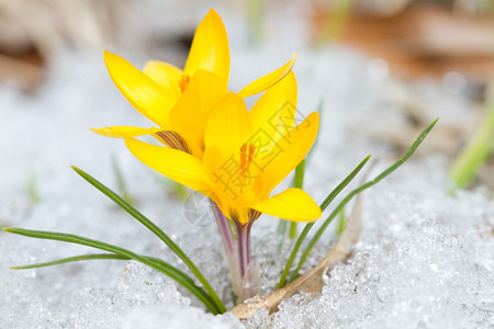 植物群季节雪地上的黄色番红花图片