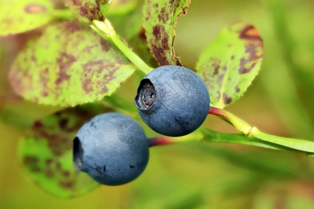 吃黑色的新鲜森林中蓝莓灌木甲图片