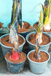 芽香蕉在中生长香蕉在中生长植物花园图片